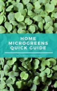 A Quick Guide of Broccoli Microgreen Nutrition and Health Benefits