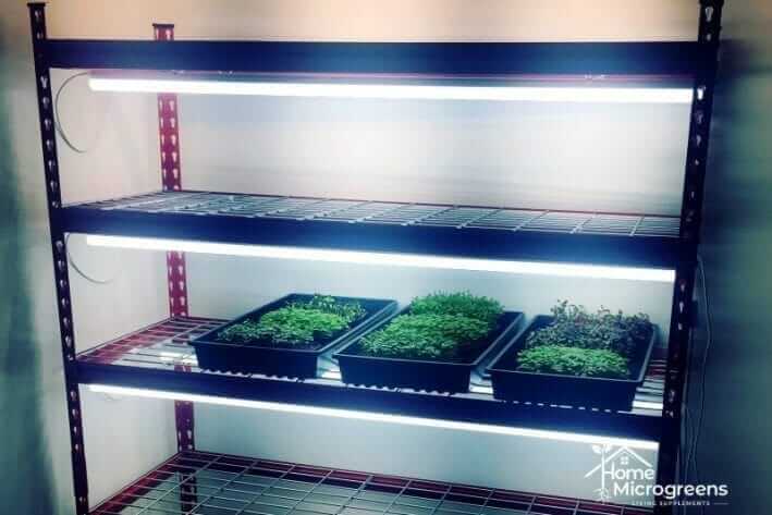 What Are The Best Lights For Microgreens? - Home Microgreens