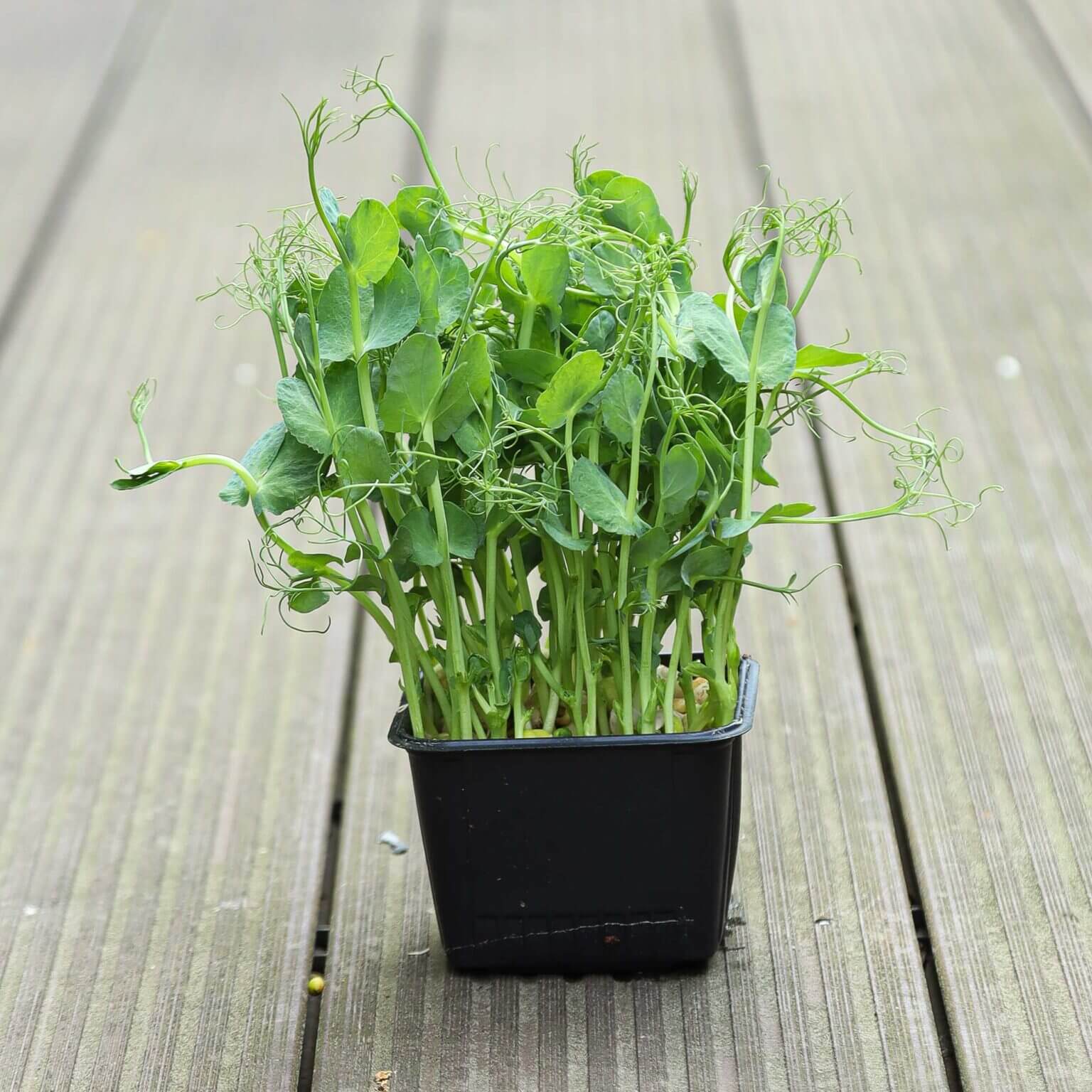 14+ Growing Microgreen Peas The Power of Pea Microgreens: Pea Shoot Benefits and Growing Tips
