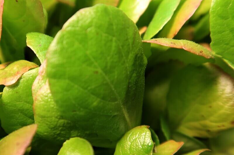 thumbnail image 2 of Bibb Lettuce Seeds - Butterhead Type - Heirloom & Non-GMO - Free Shipping! (2025 Seeds) 2 of 6