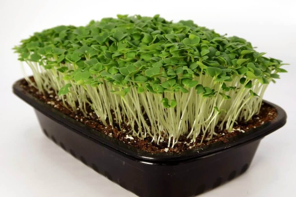 Organic Bok Choy Seeds or Pak Choi Seeds