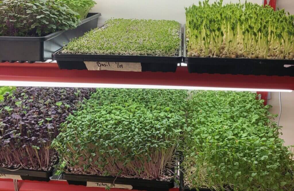 Home Microgreens Basic Microgreens Growing Course