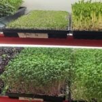 Home Microgreens Basic Microgreens Growing Course