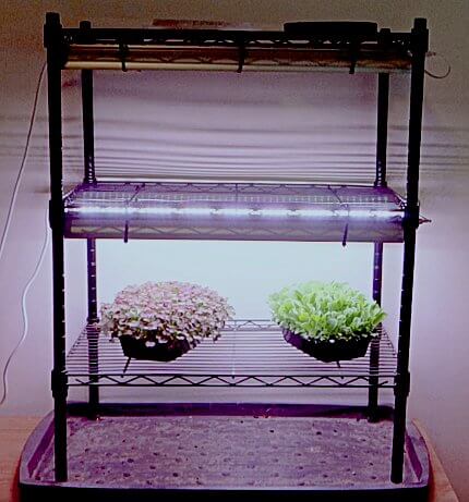 nice microgreen grow system