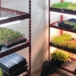 Home Microgreens Free Microgreen growing course