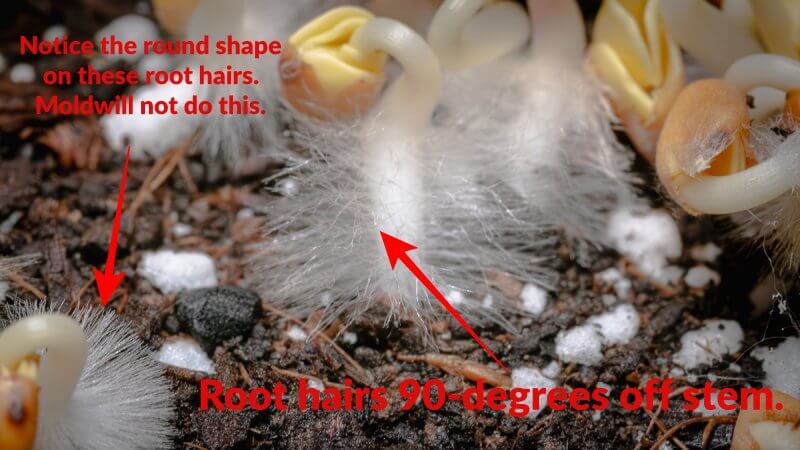 root hairs