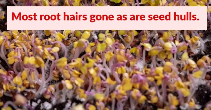 root hairs are gone, time to go under lights