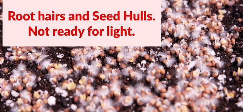 not ready for lights still have root hairs and seed hulls