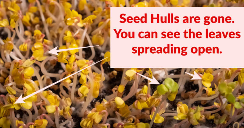 seed hulls off microgreens