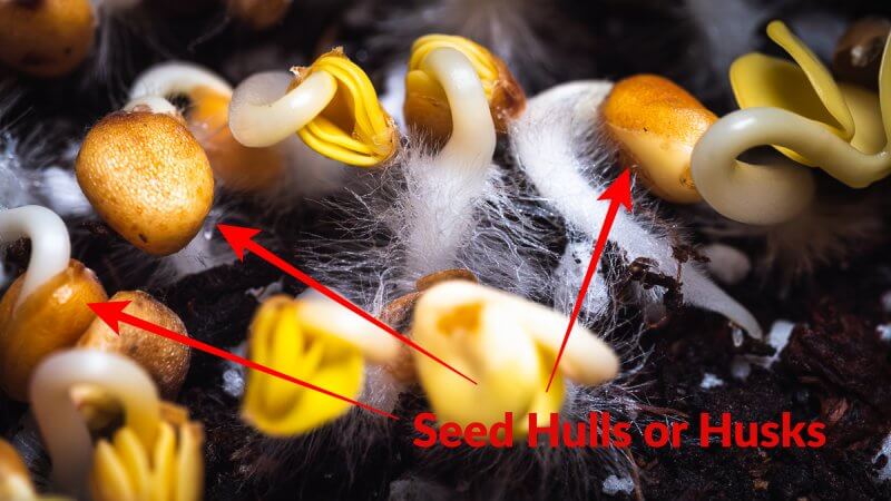 seed hulls still on microgreens