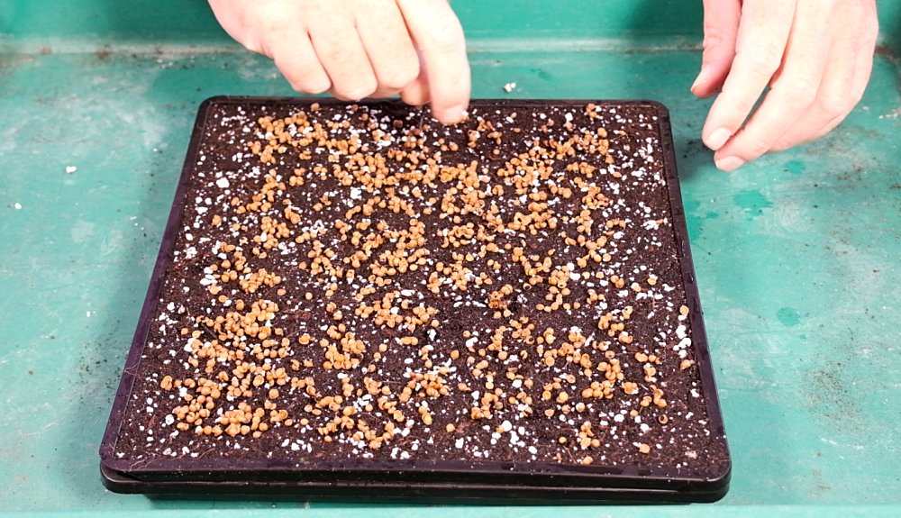 best way to germinating cilantro seeds